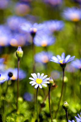 Spring Flowers